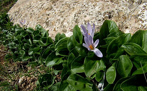 Crocus autumnalis: Sierra de Chimeneas