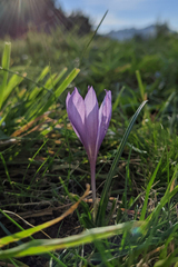 Crocus autumnalis (Crocus autumnalis)