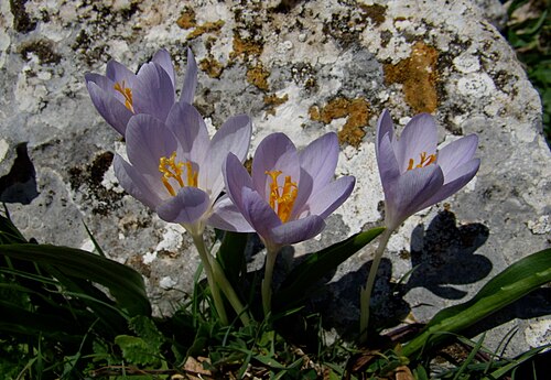 Crocus autumnalis: Sierra de Chimeneas