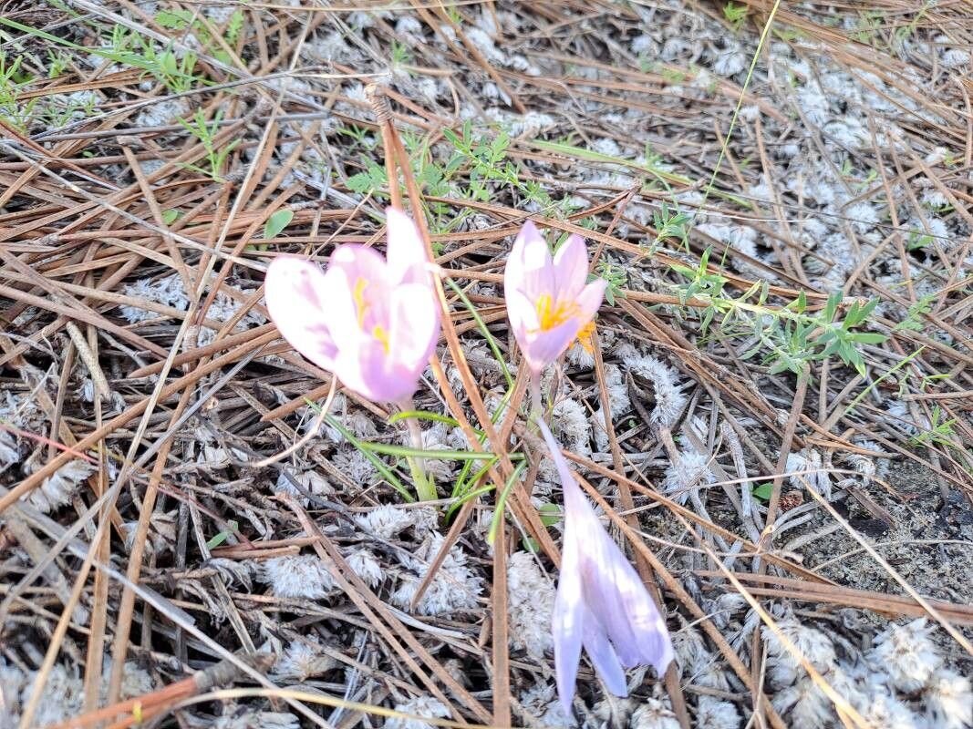 Crocus autumnalis (Crocus autumnalis)