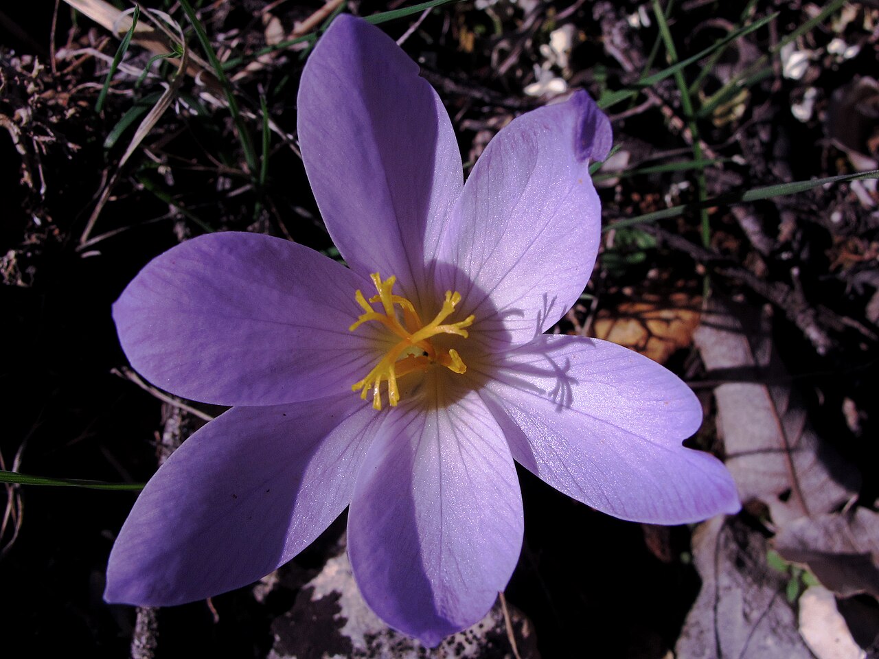 Crocus autumnalis: El azafrán silvestre es una bulbosa que florece en otoño, de color rosa azulado, en el centro de las cuales aparecen 3 largos estambres y un estilo, dividido co