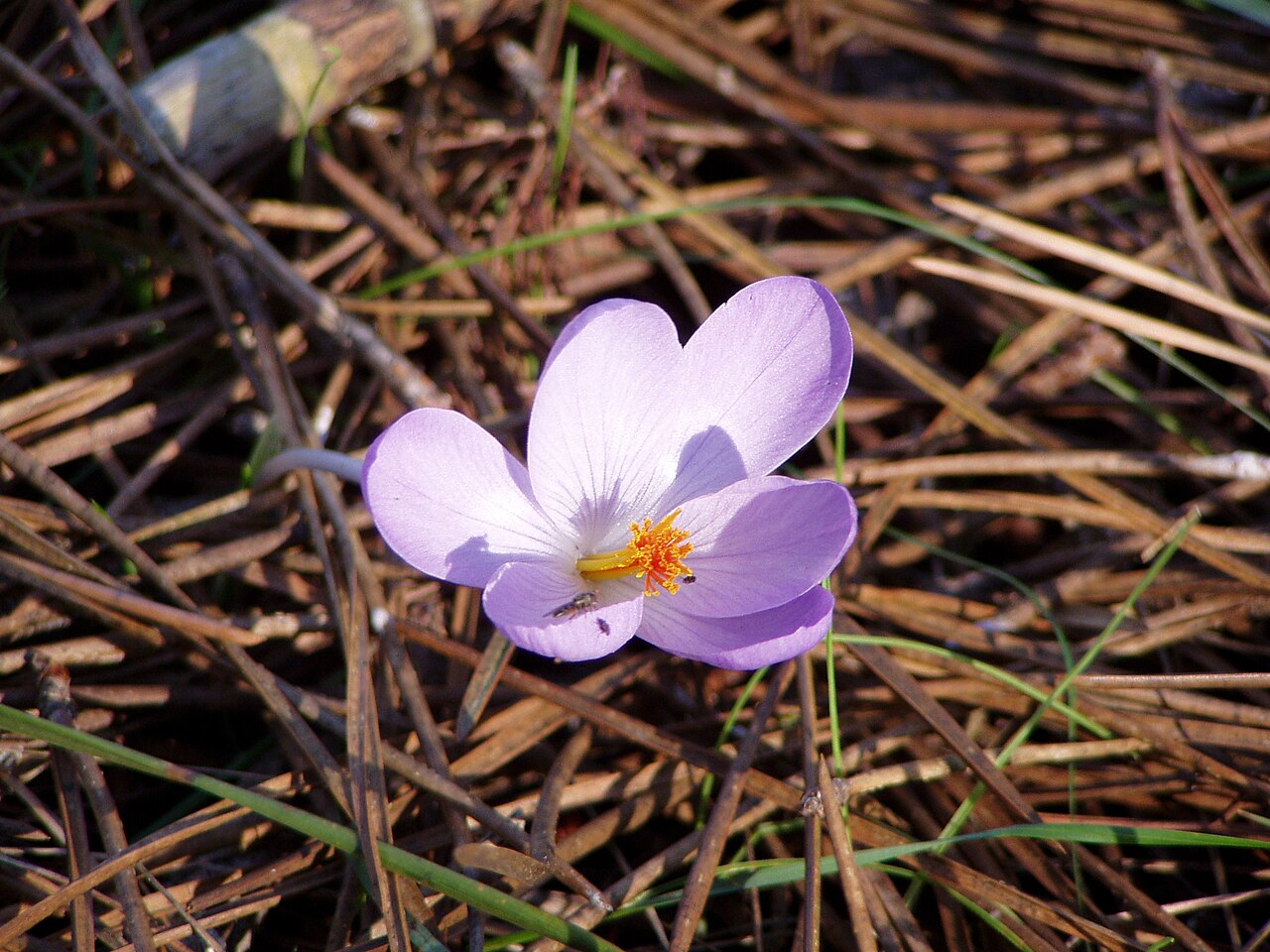 Crocus autumnalis: Saffron Crocus;