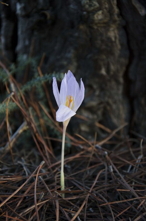 Crocus autumnalis: Autumn flora: Crocus serotinus subsp. salzmannii