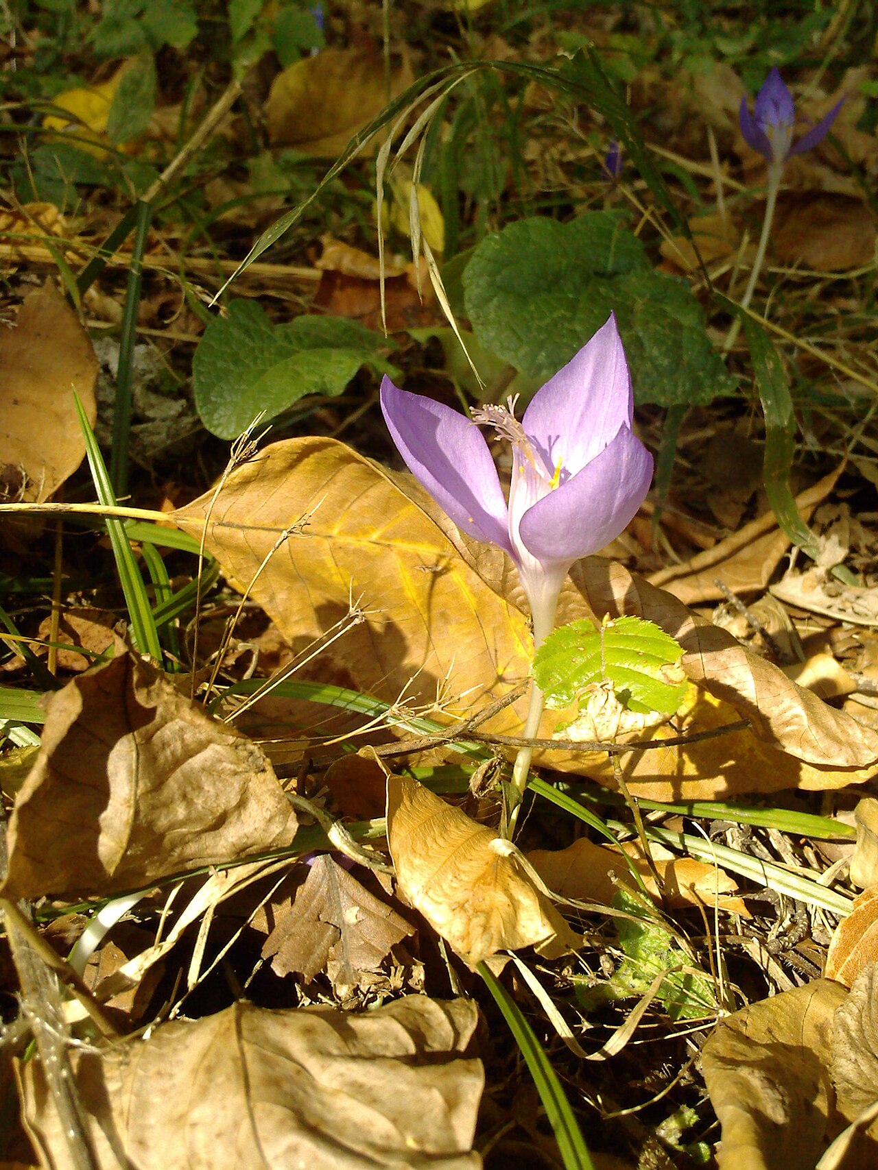 Crocus banaticus: Crocus banaticus