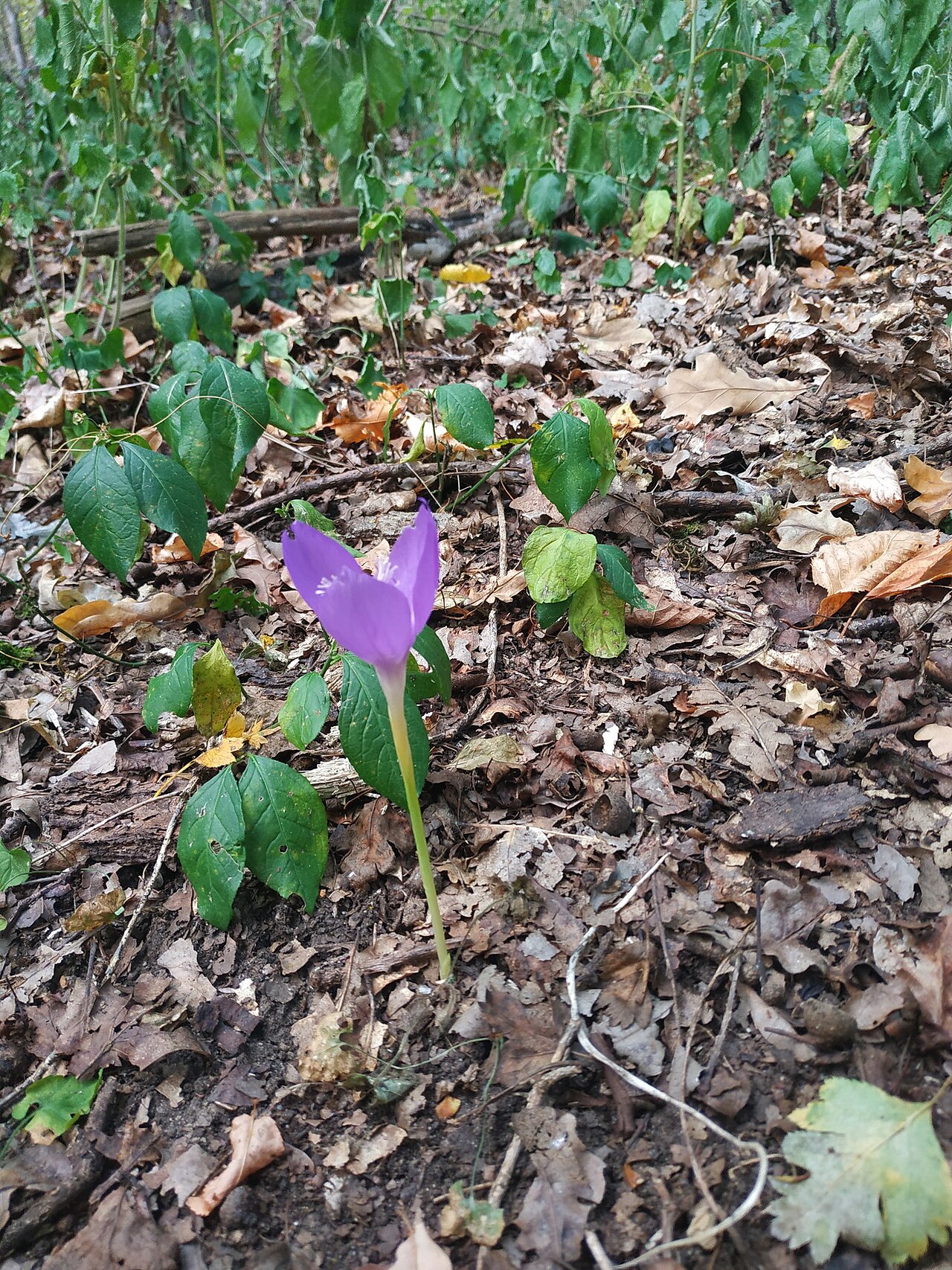 Crocus banaticus: Byzantine Crocus