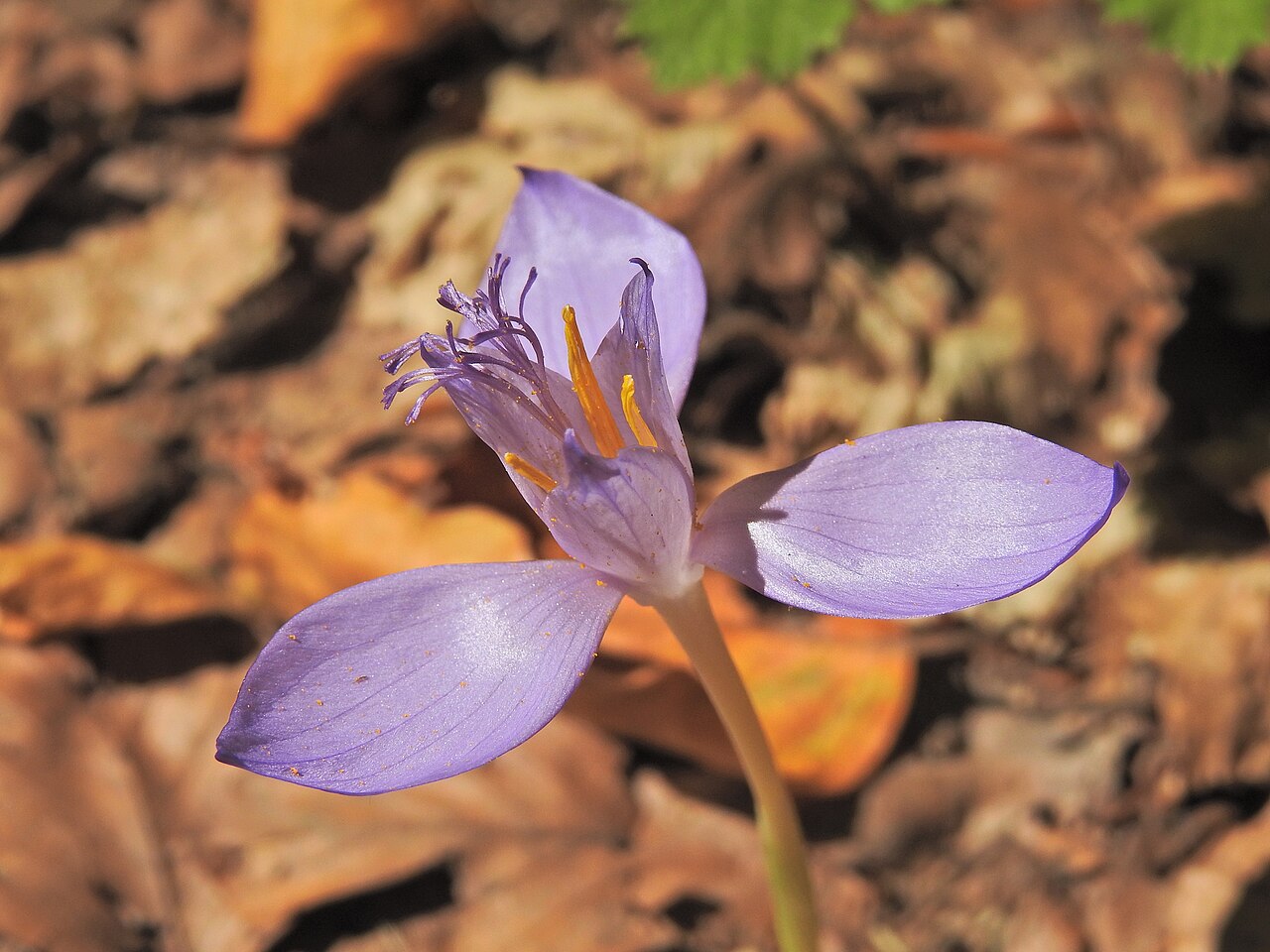 Crocus banaticus: Byzantine Crocus