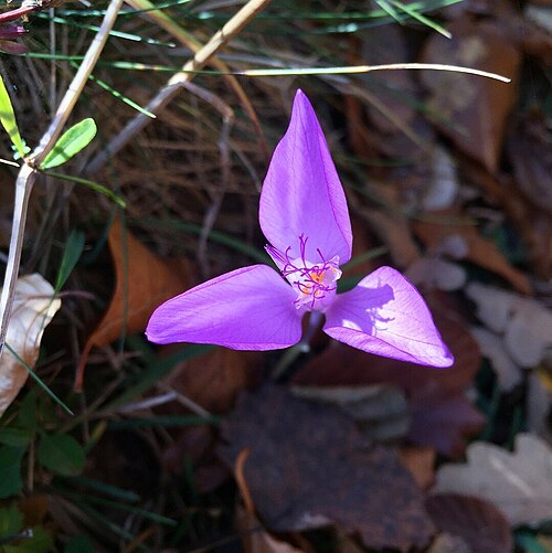 Crocus banaticus: Byzantine Crocus