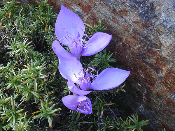 Crocus banaticus: Syn. C. byzantinus, C. iridiflorus. Crocus de Roumanie, N-E de la Yougoslavie et S-W de l'Ukraine poussant entre 130 et700 m sur étendues herbeuses et bois clai