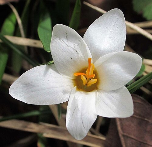Crocus bifloriformis: Crocus bifloriformis
