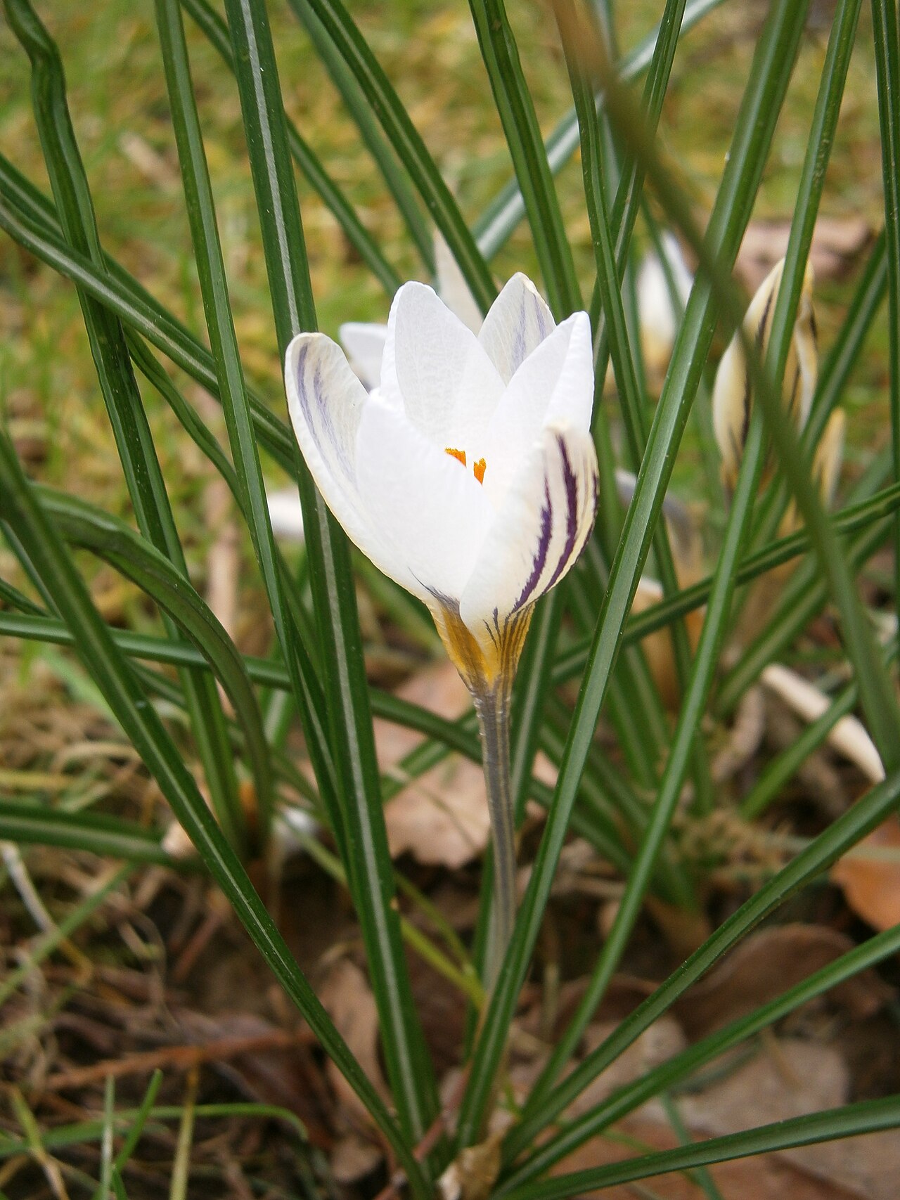 Crocus biflorus: Crocus biflorus
