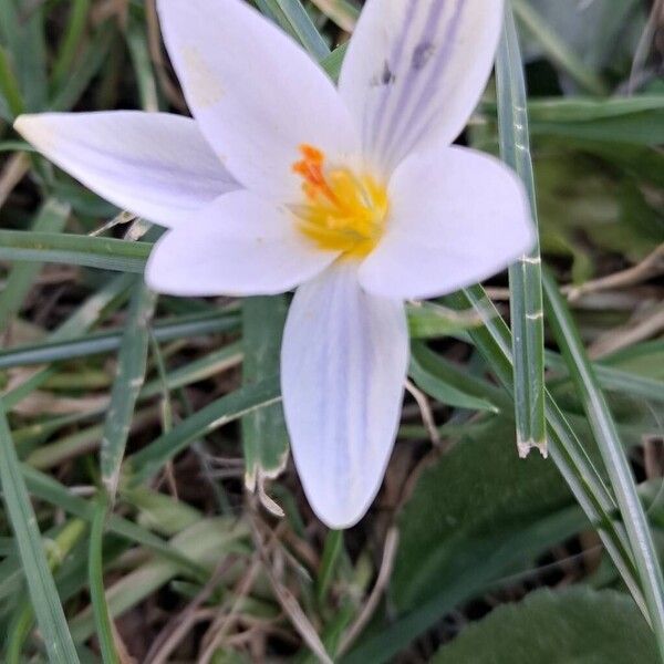 Crocus biflorus (Crocus biflorus)