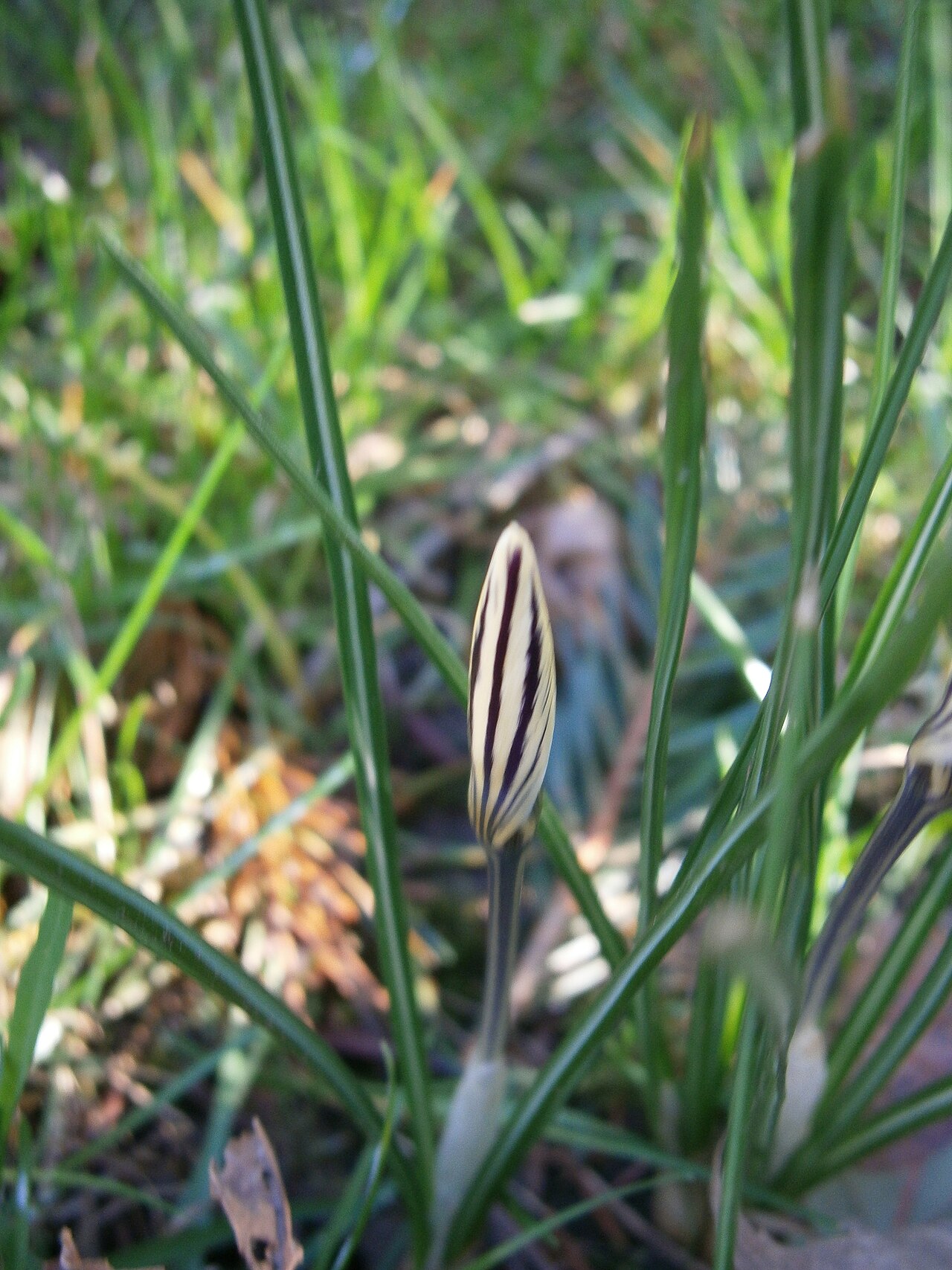 Crocus biflorus: Crocus biflorus closed