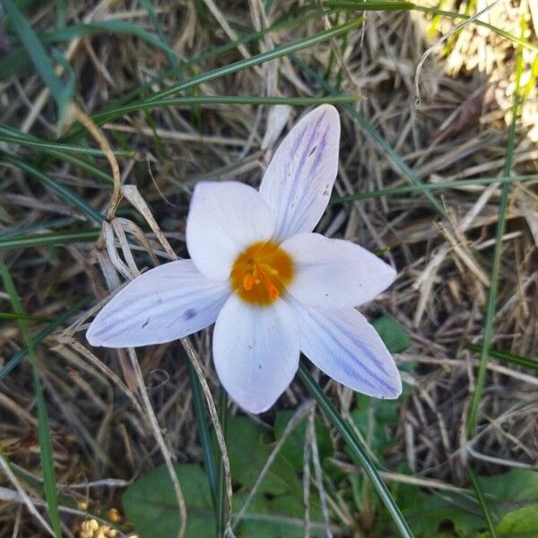 Crocus biflorus (Crocus biflorus)