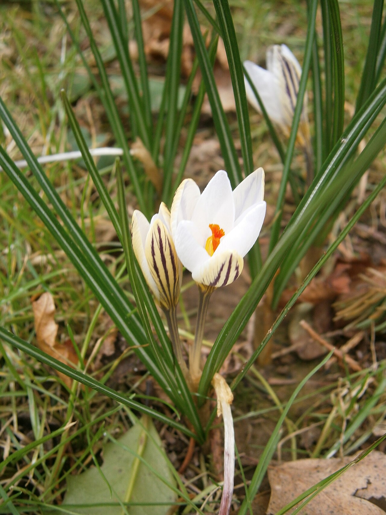 Crocus biflorus: Crocus biflorus