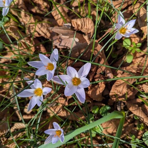 Crocus biflorus (Crocus biflorus)