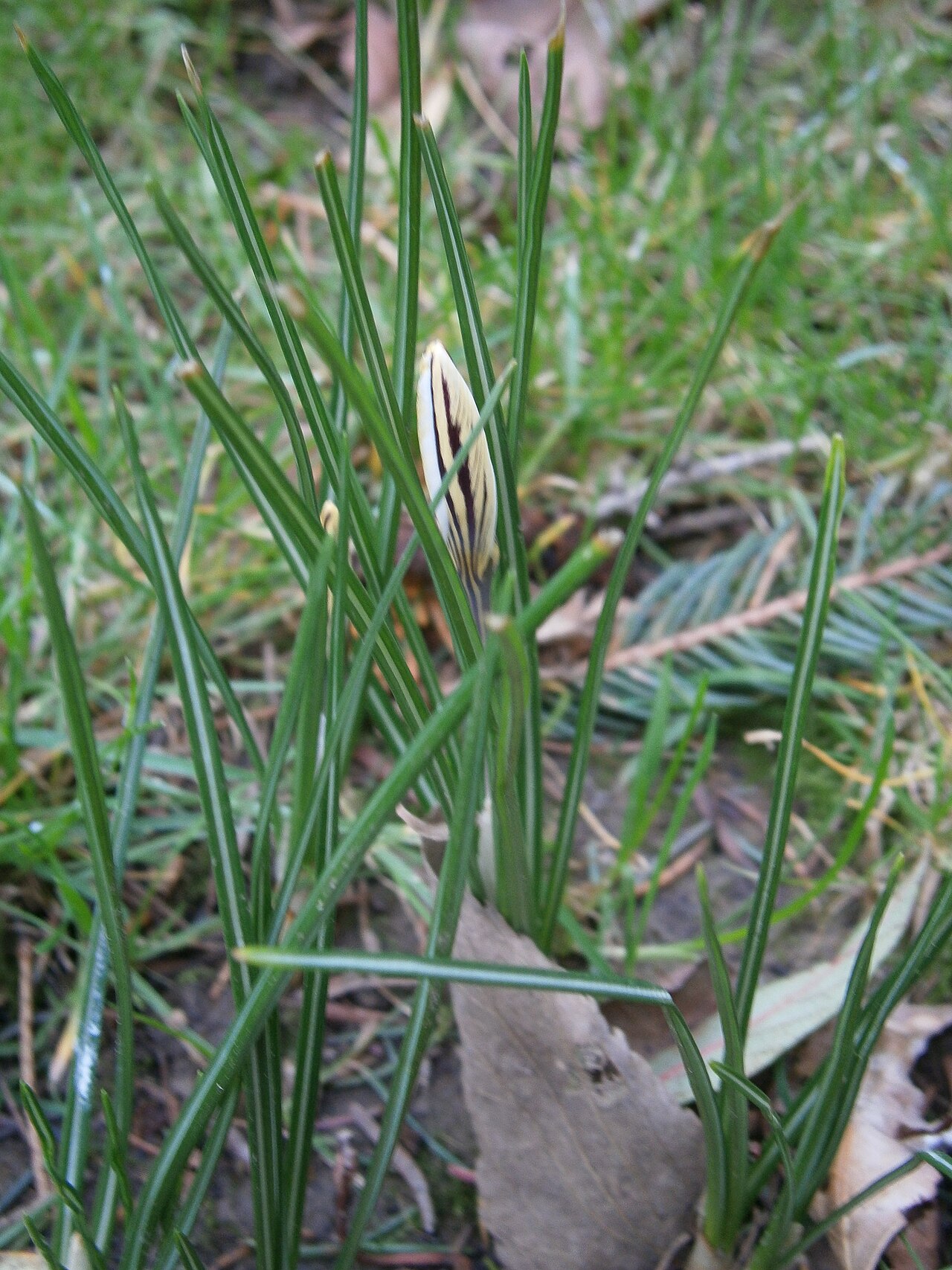 Crocus biflorus: Crocus biflorus closed