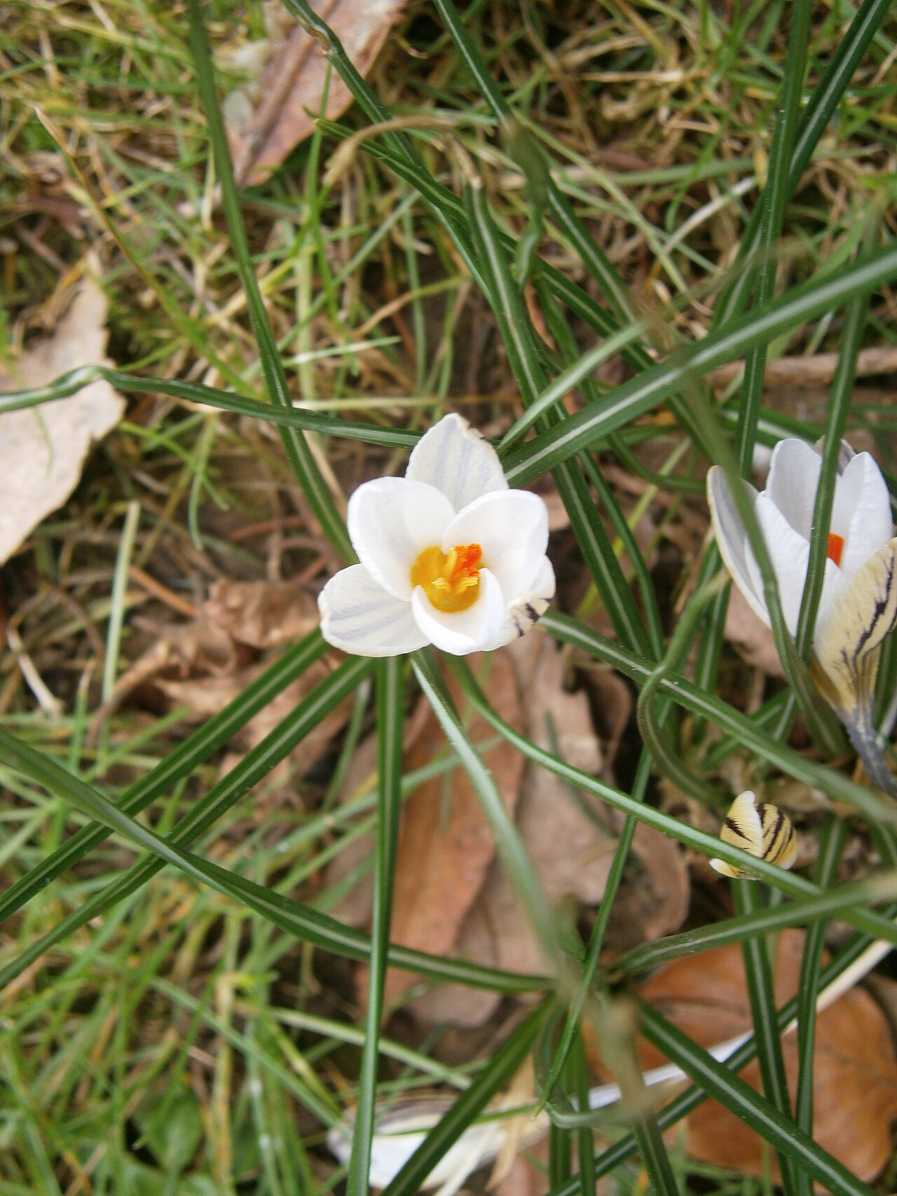 Crocus biflorus: Crocus biflorus