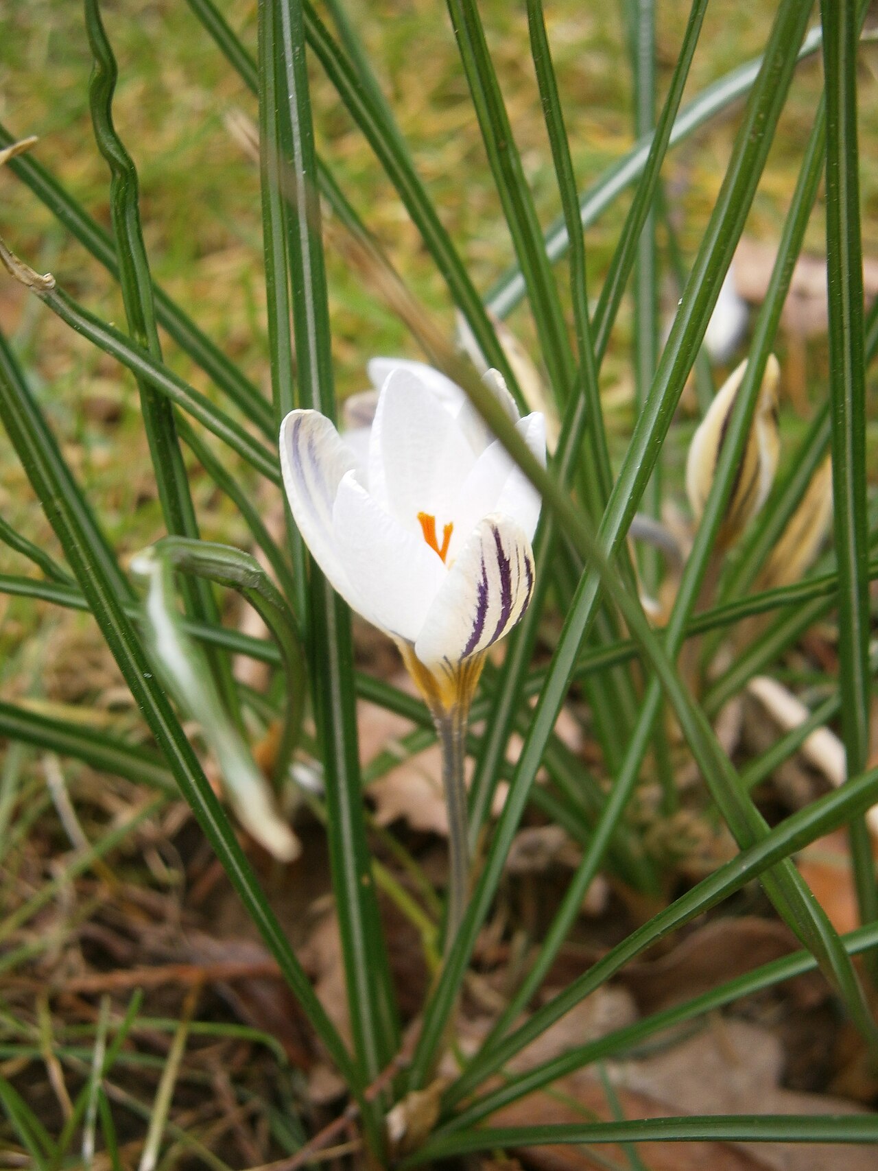Crocus biflorus: Crocus biflorus