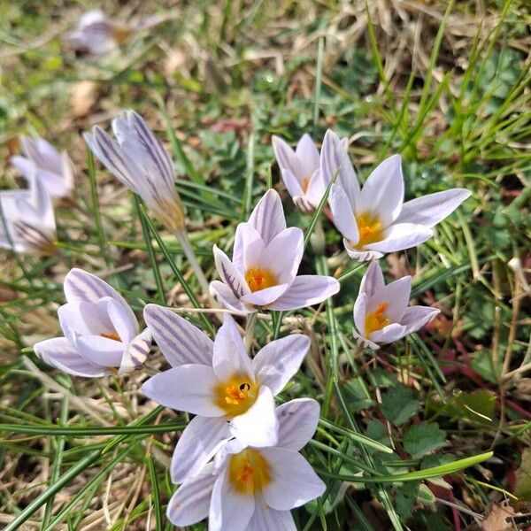 Crocus biflorus (Crocus biflorus)
