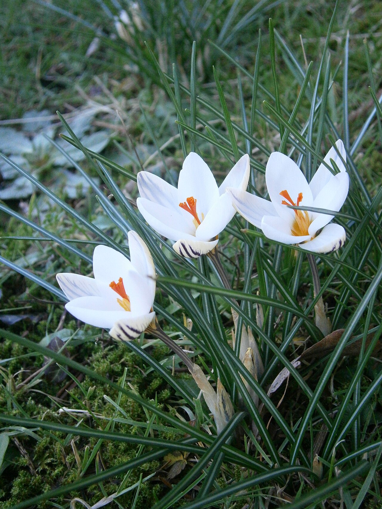Crocus biflorus: Crocus biflorus