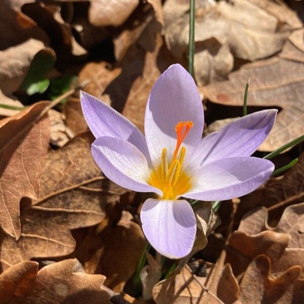 Crocus biflorus (Crocus biflorus)