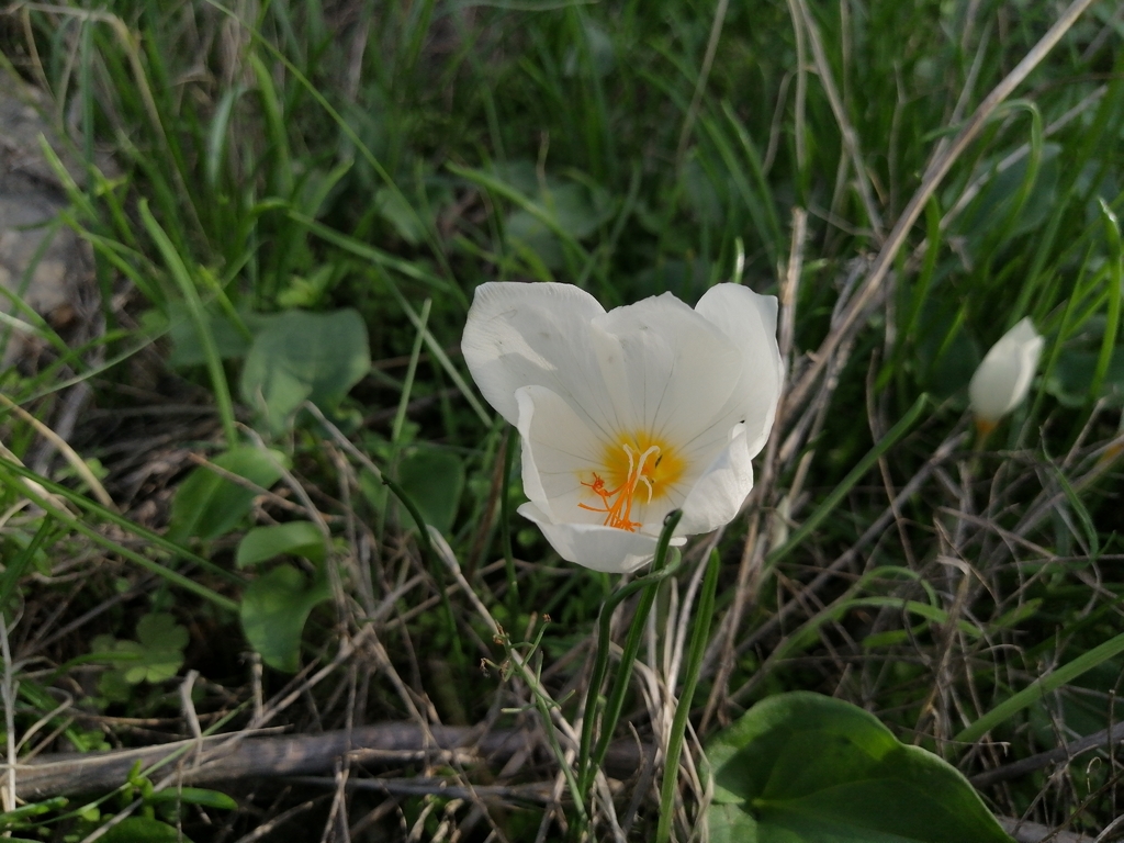 Crocus boryi (Crocus boryi)
