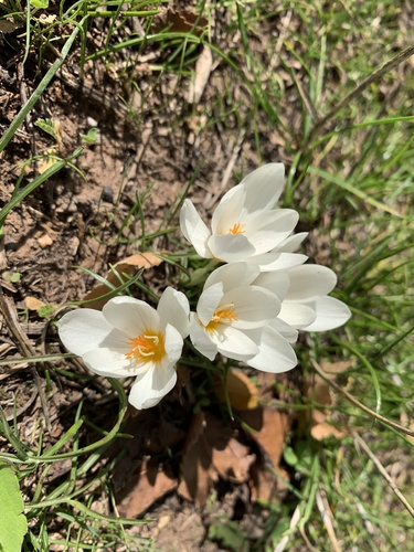 Crocus boryi (Crocus boryi)