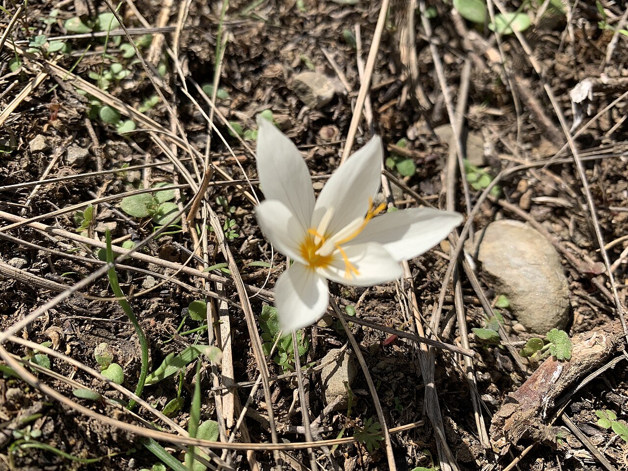 Crocus boryi: Crocus boryi