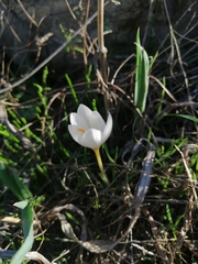 Crocus boryi (Crocus boryi)