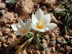 Crocus boryi (Crocus boryi)