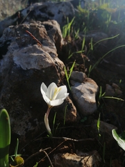 Crocus boryi (Crocus boryi)