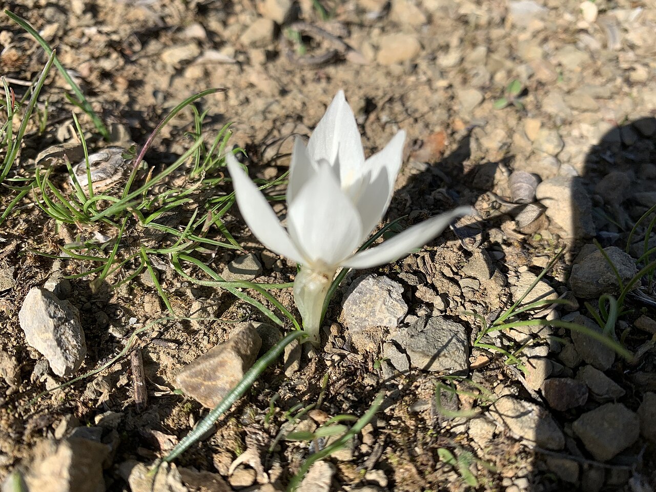 Crocus boryi: Crocus boryi