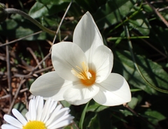 Crocus boryi (Crocus boryi)