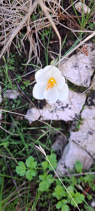 Crocus boryi: Crocus boryi in Greece