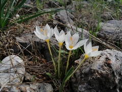 Crocus boryi (Crocus boryi)