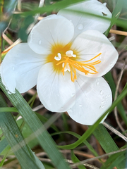 Crocus boryi (Crocus boryi)