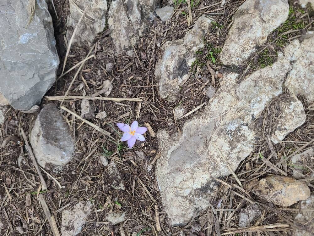 Crocus cambessedesii (Crocus cambessedesii)