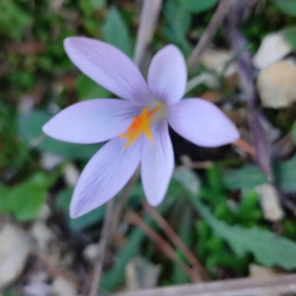 Crocus cambessedesii (Crocus cambessedesii)