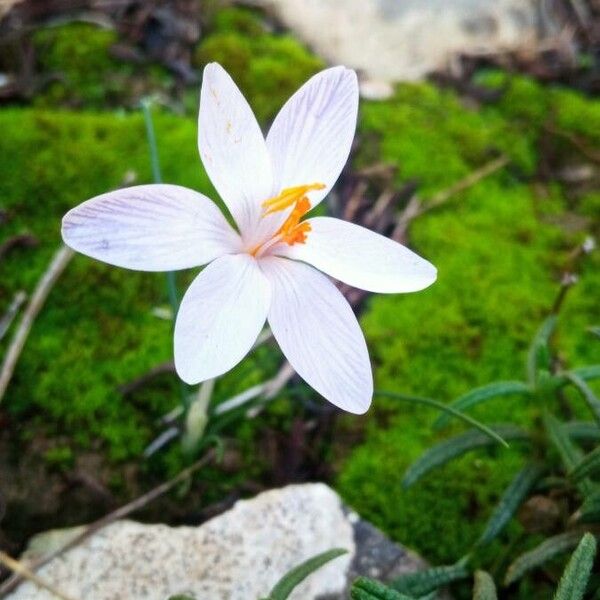 Crocus cambessedesii (Crocus cambessedesii)