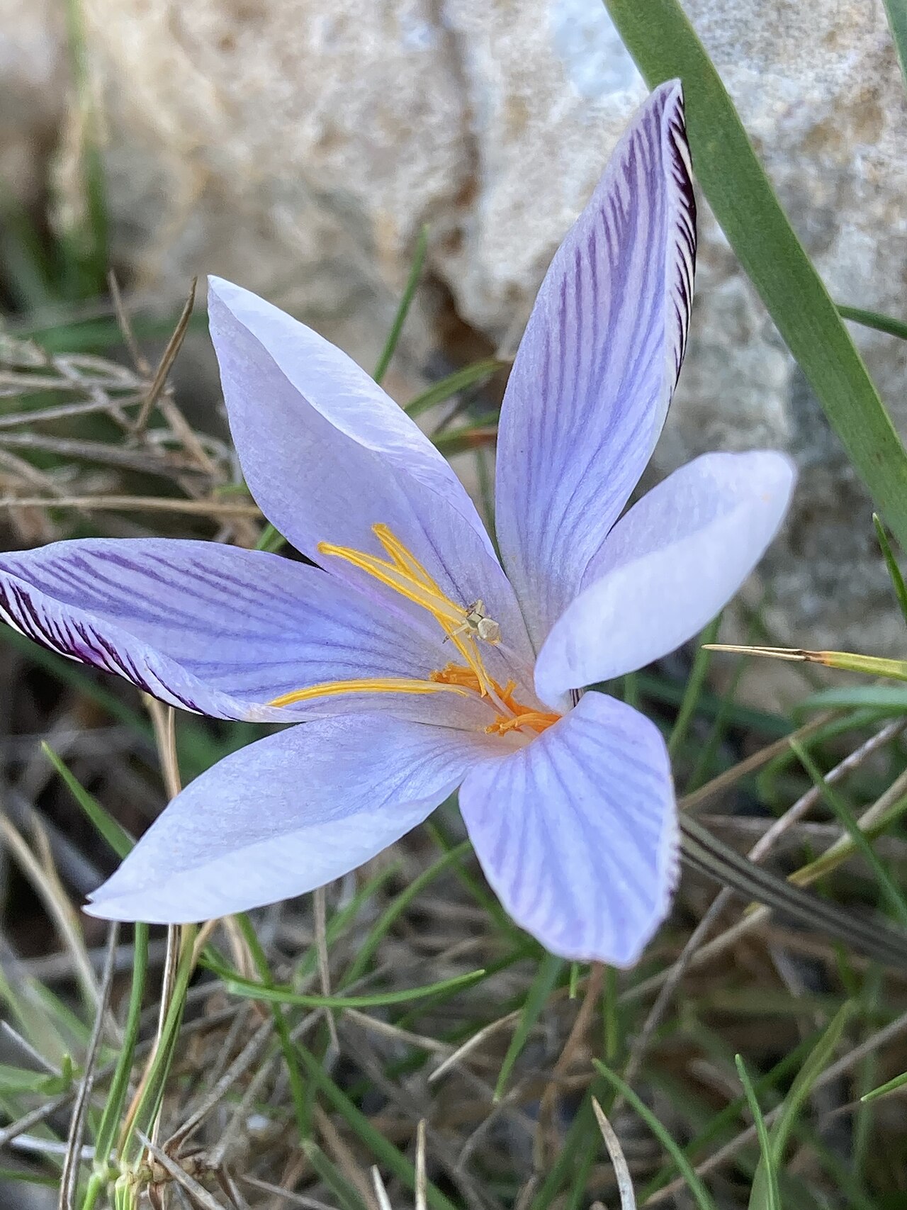 Crocus cambessedesii: Balearic Crocus ( Crocus cambessedesii ) in Spain