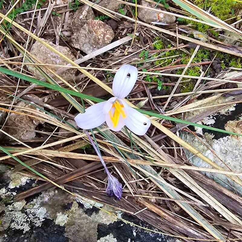 Crocus cambessedesii (Crocus cambessedesii)