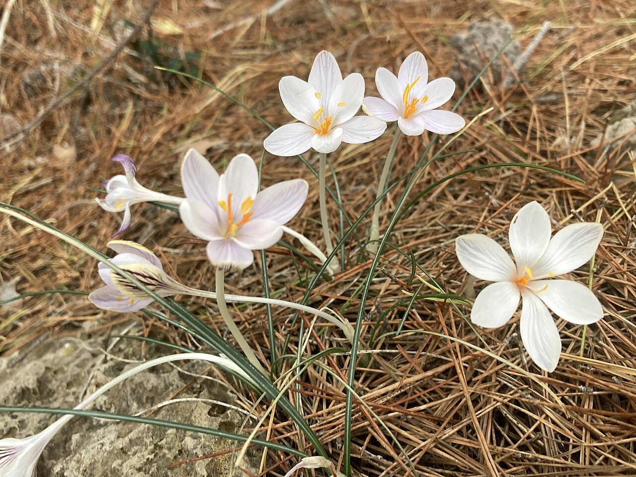 Crocus cambessedesii: Balearic Crocus ( Crocus cambessedesii ) in Spain