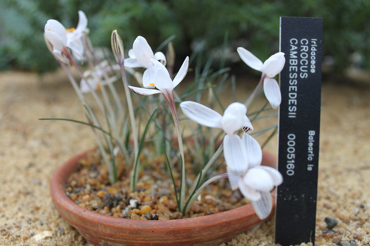 Crocus cambessedesii: Crocus cambessedesii - flowers at Oxford Botanic Garden - gardenerstips.co.uk/blog