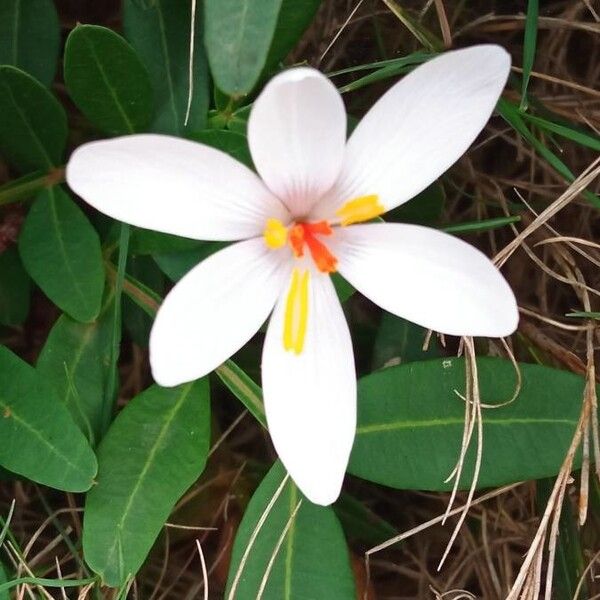 Crocus cambessedesii (Crocus cambessedesii)