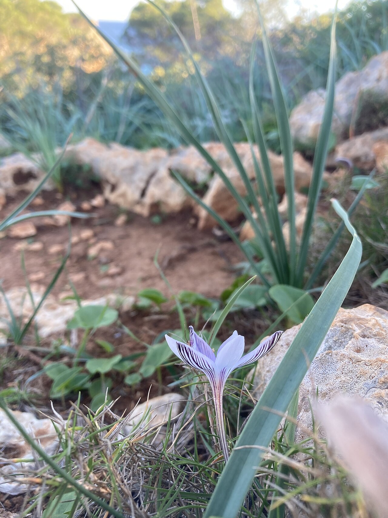 Crocus cambessedesii: Balearic Crocus ( Crocus cambessedesii ) in Spain