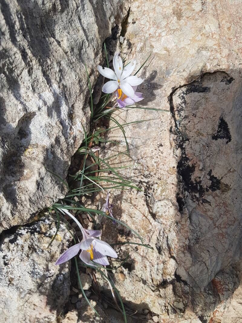 Crocus cambessedesii (Crocus cambessedesii)