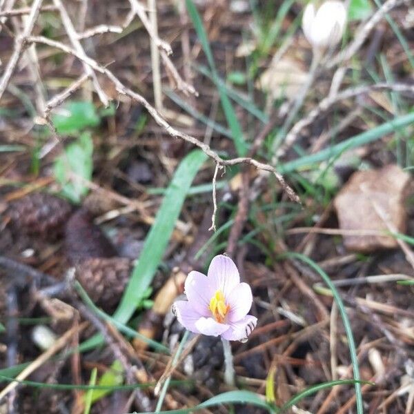 Crocus cambessedesii (Crocus cambessedesii)