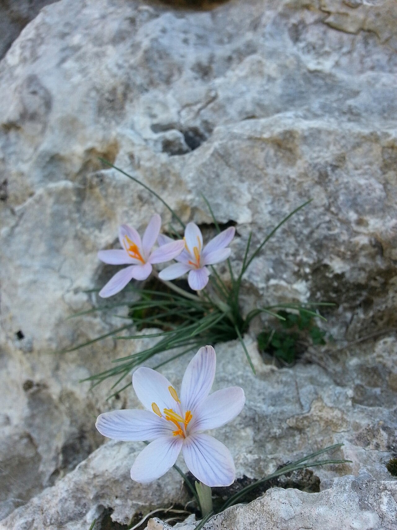 Crocus cambessedesii: Balearic Crocus ( Crocus cambessedesii ) in Spain