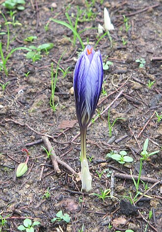 Crocus cancellatus: Crocus cancellatus opening