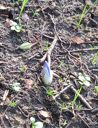 Crocus cancellatus: Crocus cancellatus bud